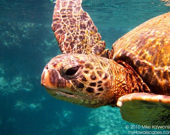 Friendly Hawaiian Green Sea Turtle at Shark's Cove on Oahu in Hawaii photo picture fine art metal print