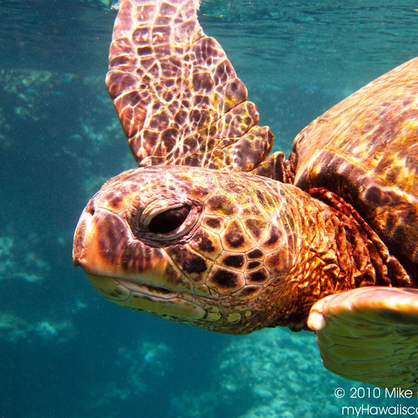 Friendly Hawaiian Green Sea Turtle at Shark's Cove on Oahu in Hawaii photo picture fine art metal print