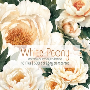 Può includere: Un'illustrazione digitale di peonie bianche e color crema con centri arancioni e foglie verde scuro. Il testo recita: White Peony, Watercolor Peony Collection, 18 Files | 300 dpi | png transparent. I fiori sono disposti in un gruppo denso.