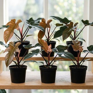 Philodendron Florida Bronze, planta joven aroide rara para interiores, planta de interior, follaje tropical vivo, regalo para coleccionistas.