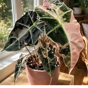 Alocasia yucatan princess - Etsy 日本
