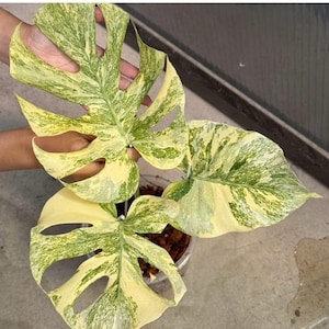 Monstera white lava - Etsy 日本