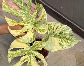 Anthurium (SKG Silver X Red Crystallinum) X Anthurium Dorayaki