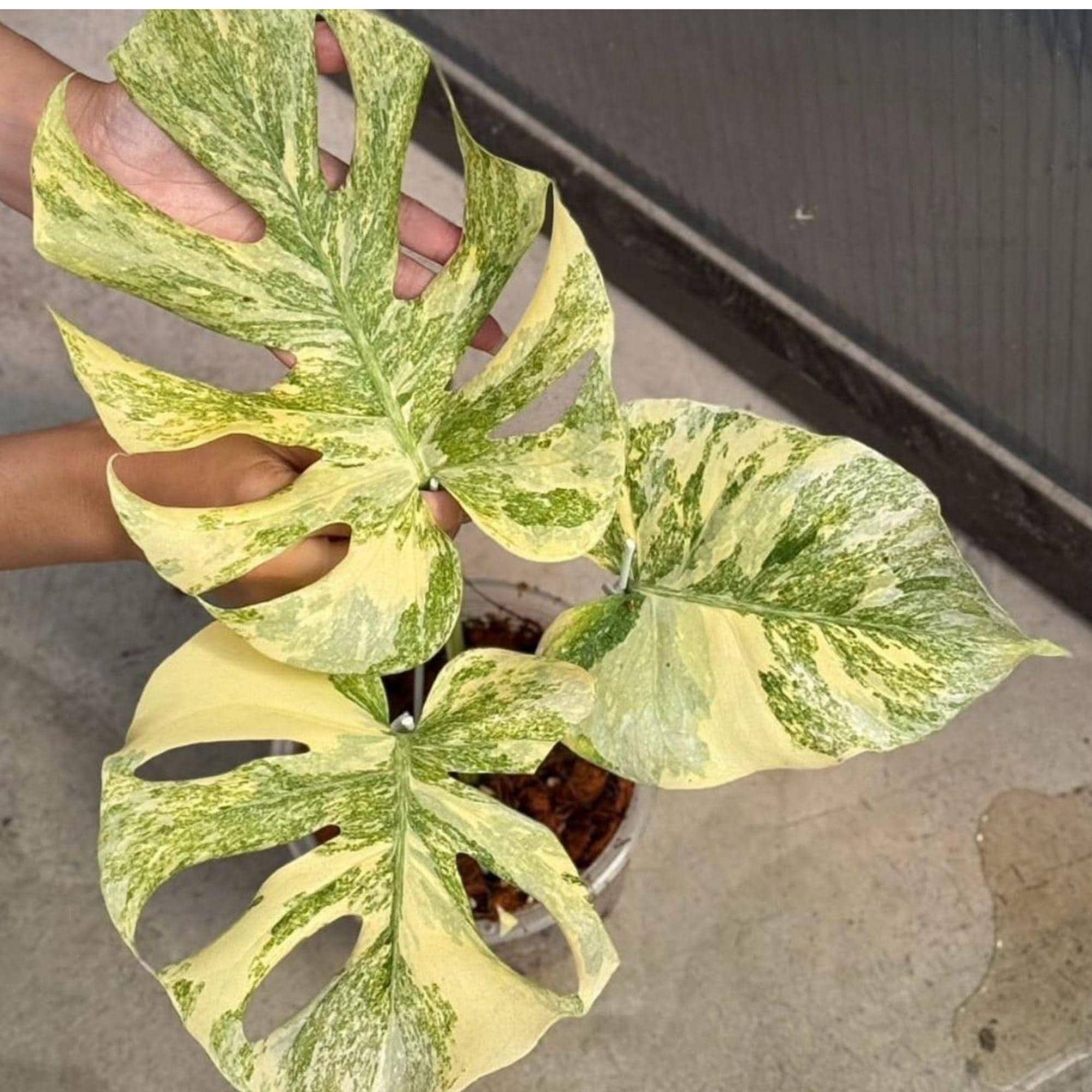 Monstera white lava - Etsy 日本