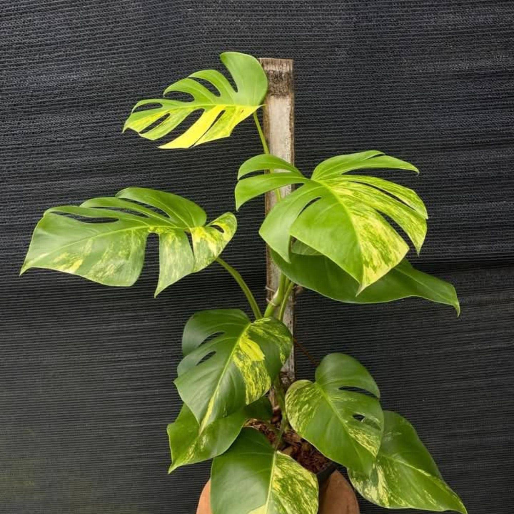Monstera electro light - Etsy 日本