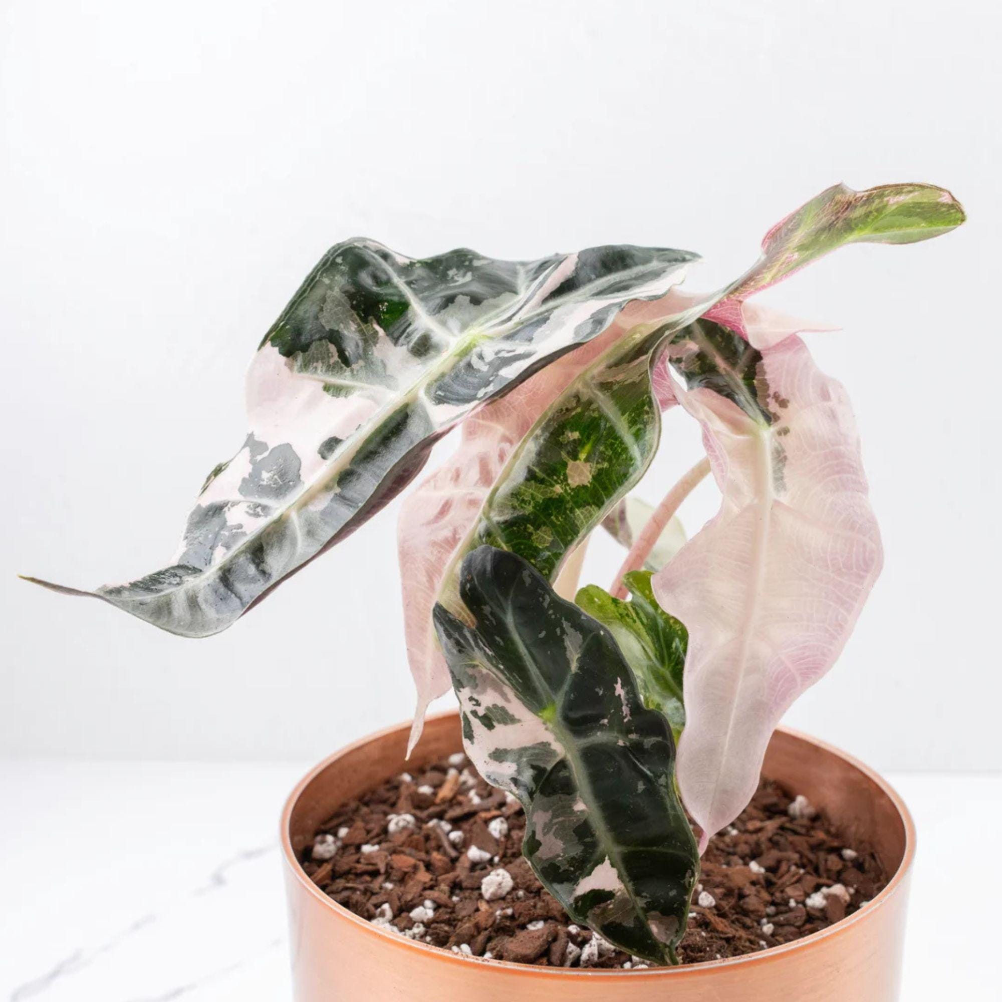 Alocasia nebula - Etsy 日本