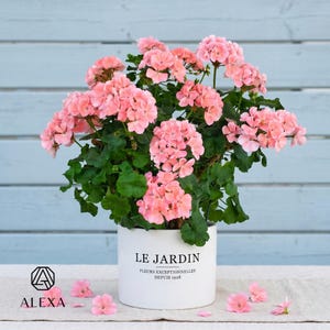 May include: A potted geranium plant with clusters of light pink flowers and green leaves in a white cylindrical ceramic pot. The pot features the black text LE JARDIN FLEURS EXCEPTIONNELLES DEPUIS 1928. Several loose pink petals lie nearby.