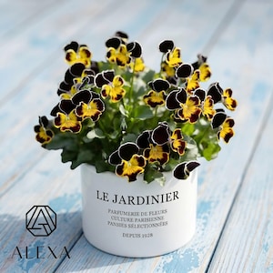 May include: A white ceramic pot with the text "LE JARDINIER" and other French text, filled with pansies. The pansies have yellow petals with black edges and a dark maroon centre. The pot sits on a light blue wooden surface.
