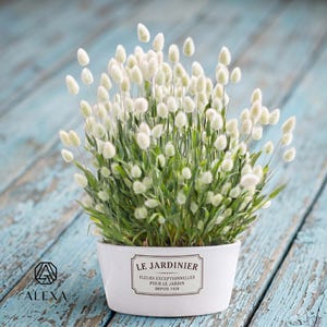 Graines d'herbe Bunny Tail - Lagurus Ovatus, + de 30 graines