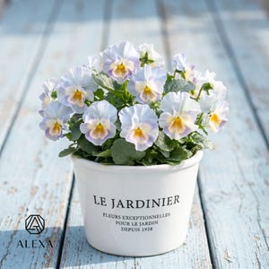 May include: A white ceramic flower pot containing pale blue and white pansies with yellow centres. The pot features black text reading LE JARDINIER, FLEURS EXCEPTIONNELLES, POUR LE JARDIN, DEPUIS 1928. The plant has green leaves and many blooms.