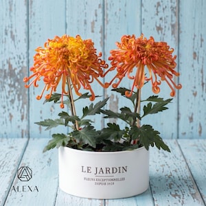 Spider Chrysanthemum Seeds - Etsy