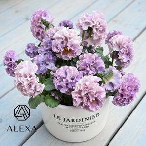 May include: A white ceramic pot filled with ruffled, lavender-coloured pansies. The pot has the text "LE JARDINIER FLEURS EXCEPTIONNELLES POUR LE JARDIN DEPUIS 1928" and the Alexa logo. The flowers have a mix of light and dark purple hues.