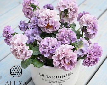 Ruffled Lavender Pansy Seeds - Double Viola, 25+ seeds