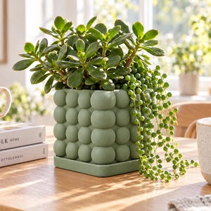 Può includere: Un vaso quadrato in ceramica verde salvia con una superficie testurizzata a bolle e un sottovaso abbinato. Il vaso contiene una pianta di giada verde e una succulenta a collana di perle ricadente, creando un fogliame denso.