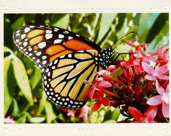 Monarch Butterfly in the Garden handmade photo note card