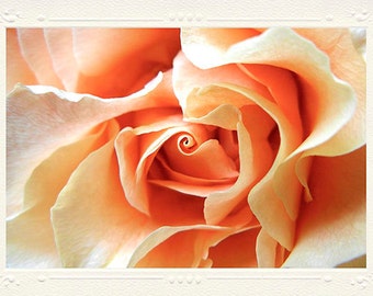 Warm Peach Pink Rose Macro Closeup handmade photo note card