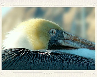 California Brown Pelican Perched in Morro Bay close-up handmade photo note card