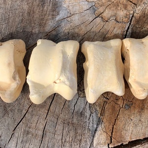 Extra Large Viking Gambling Bones~ Bovine Astragalus Talus Knuckle Bones Divination ~ Norse Gambling ~Viking Games~ Bone Jacks image 4