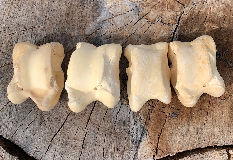 Extra Large Viking Gambling Bones~ Bovine Astragalus Talus Knuckle Bones Divination ~ Norse Gambling ~Viking Games~ Bone Jacks image 4