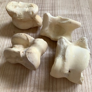 Extra Large Viking Gambling Bones~ Bovine Astragalus Talus Knuckle Bones Divination ~ Norse Gambling ~Viking Games~ Bone Jacks image 3
