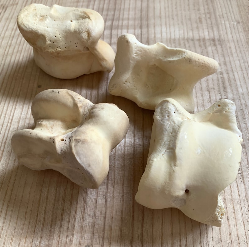 Extra Large Viking Gambling Bones~ Bovine Astragalus Talus Knuckle Bones Divination ~ Norse Gambling ~Viking Games~ Bone Jacks image 3
