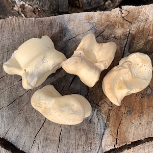 May include: Four light brown bone-like objects on a rough, brown wooden surface.