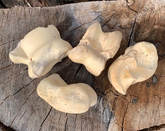 Extra Large Viking Gambling Bones~ Bovine Astragalus Talus Knuckle Bones  Divination ~ Norse Gambling ~Viking Games~ Bone Jacks
