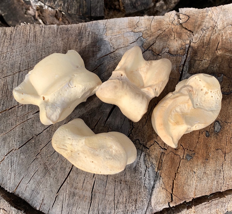 Extra Large Viking Gambling Bones~ Bovine Astragalus Talus Knuckle Bones Divination ~ Norse Gambling ~Viking Games~ Bone Jacks image 1