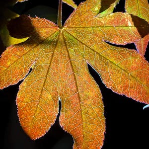 May include: Detailed image of a leaf, showcasing a network of veins against a backdrop of orange and green hues. The leaf's edges are finely toothed, with a dark background that accentuates its texture and colour.