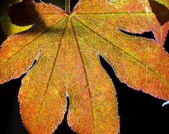 Érable du Japon Bloodgood | Acer palmatum 'Bloodgood' | Arbre de départ de 1 gallon | Pourpre foncé | Zones 5-8