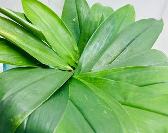 15 hojas secas de la planta de insulina / Costus Igneus / Té de hierbas orgánico / Hierba botánica medicinal rara