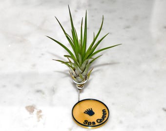 Air Plant On Custom Pedestal | Custom Colours, Text, Design