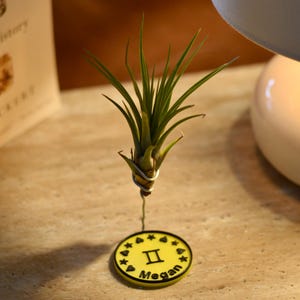 Personalized Air Plant for Geminis in Power Colour