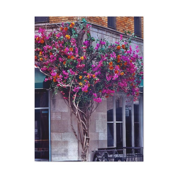 Urban Bloom Floral Wall Canvas — Pink Bougainvillea Street  Framed or Stretched Matte Wall Art