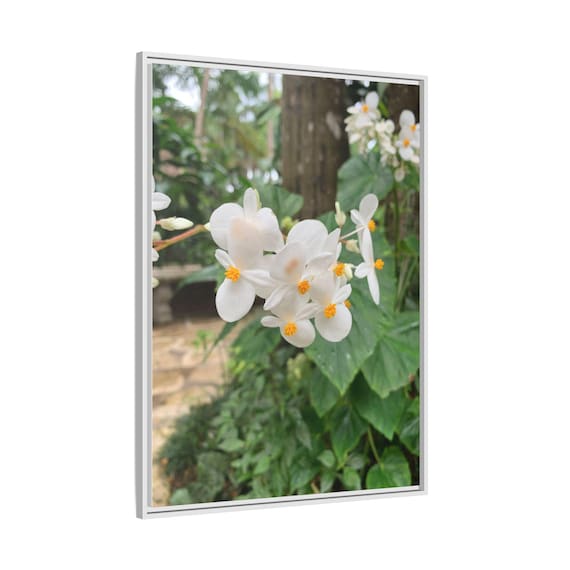 Framed Matte Canvas Wall Art — White Begonia Botanical Print