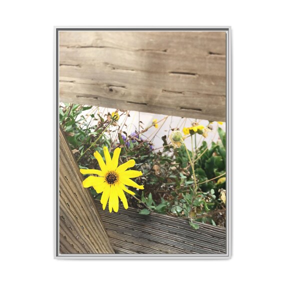 Yellow Daisy Beach Flower Canvas Print - Coastal Rustic Wall Art