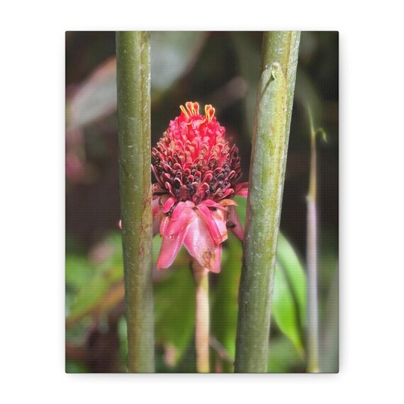 Red Tropical Flower Canvas Print | Stretched Matte Wall Art