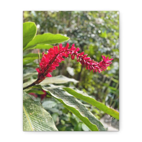 Red Tropical Flower Canvas