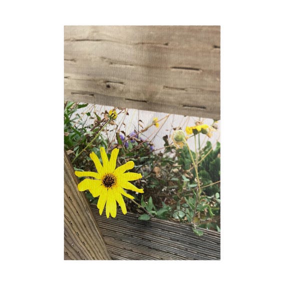 Yellow Daisy Photo Puzzle | 520 Piece Wooden Jigsaw | Flower Garden Image