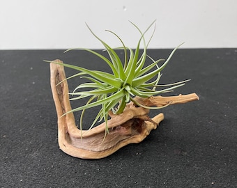 Luftpflanzenhalter, Treibholz Air Plant Kit, Naturholz, Luftpflanzen Übertopf, Holzpflanzenhalter, Dekoration, Boho Decor, Treibholzkunst