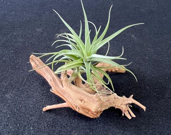 Support pour plante aérienne, Kit de plante aérienne en bois flotté, Bois naturel, Jardinière pour plante aérienne, Support pour plante aérienne en bois, Décoration de maison, Décoration bohème, Art en bois flotté