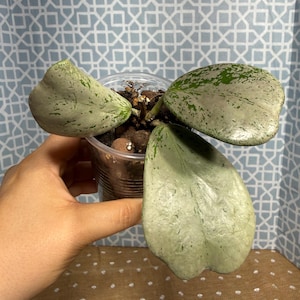 May include: A Hoya plant with three thick, heart-shaped leaves featuring a variegated pattern of light green and silver splashes. The plant is potted in a clear plastic cup filled with dark brown soil and small clay pebbles for drainage.