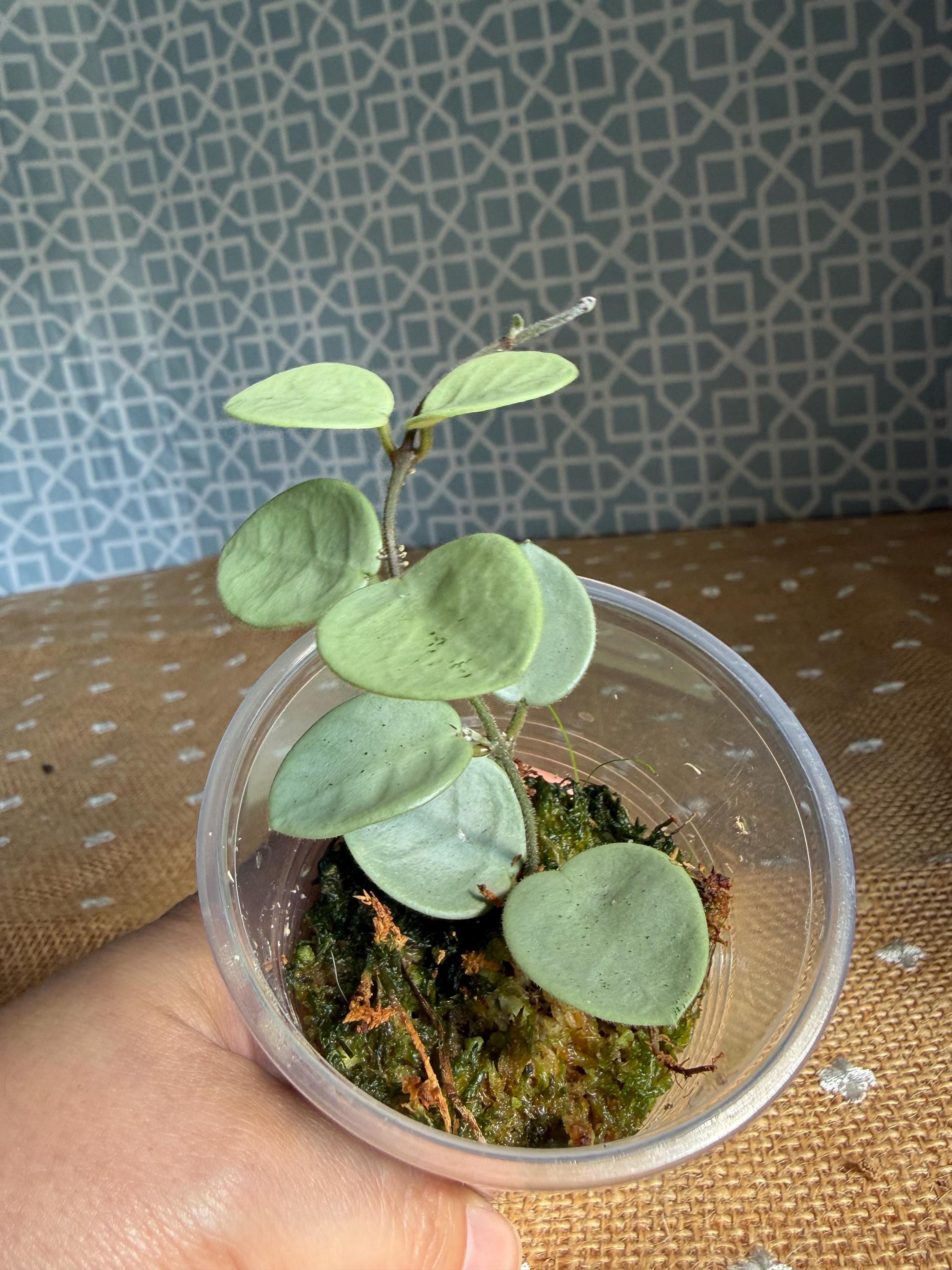 Hoya Gray Fairy - Etsy