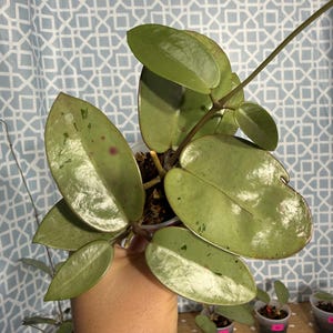 May include: A Hoya plant with thick, waxy, oval-shaped green leaves featuring subtle light green variegation and small dark spots. The plant has a central stem and is potted in a small clear plastic container with visible soil.