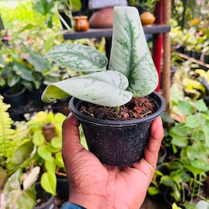 May include: A small potted plant with large, light green leaves with silver variegation. The plant is in a black plastic pot, held in a hand. The background is filled with other plants and greenery, suggesting a nursery or garden setting.