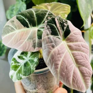 May include: An Alocasia plant in a clear plastic pot with variegated leaves featuring a mix of dark green, creamy white, and soft pink patches. The heart-shaped leaves have prominent veins and a textured surface, showing distinct color patterns.