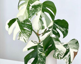 Monstera Albo Variegata Live Plant Starter Plant Rare Variegated Aroid Tropical Indoor Houseplant Collector