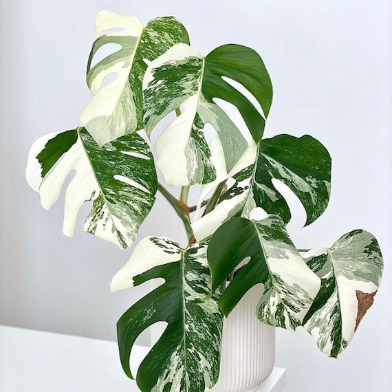 Monstera Albo Variegata Live Plant Starter Plant Rare Variegated Aroid Tropical Indoor Houseplant Collector