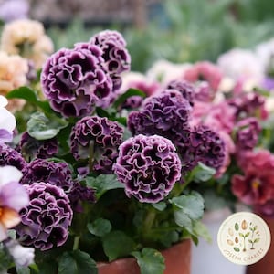 Puede incluir: Un grupo de flores de pensamiento de color púrpura intenso con bordes de pétalos ondulados y centros oscuros, que crecen en una maceta de terracota. Las flores presentan pétalos densos y superpuestos en tonos violeta y ciruela con hojas verdes.