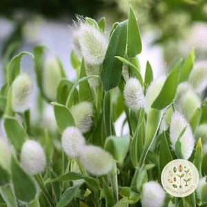 Bunny Tail Grass + 30 graines | Lagurus ovatus graminées ornementales en fleurs